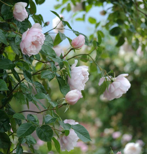 Rose 'The Generous Gardener', Ausdrawn, Rosa 'The Generous Gardener', English Rose 'The Generous Gardener', David Austin Roses, English Roses, Climbing Roses, Pink roses, very fragrant roses, fragrant roses